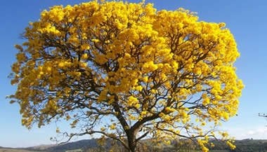 A terapia floral e o Ipê Amarelo