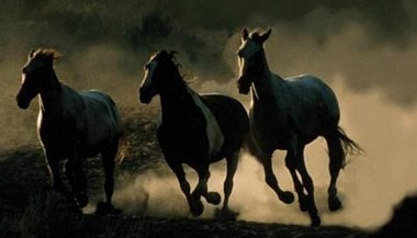 Cavalos Selvagens: Uma Viagem Emocional