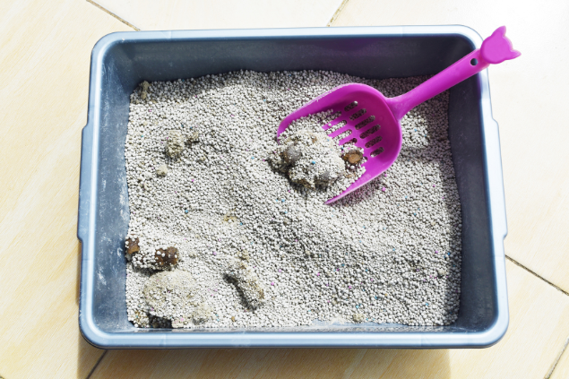 Caixinha de areia de gato suja