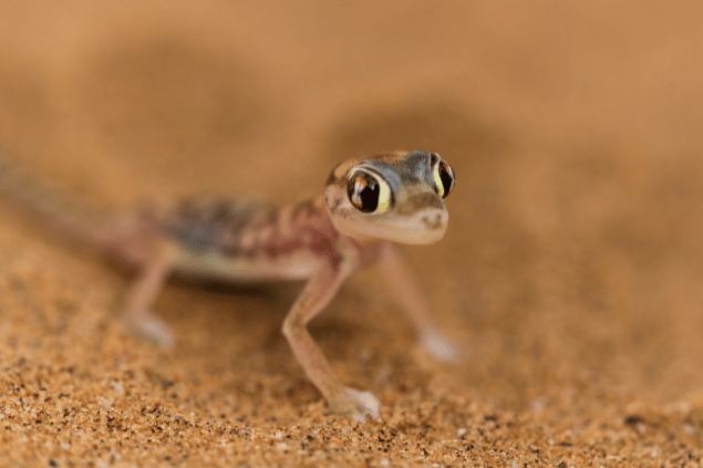 lagartixa filhote em um fundo de areia 