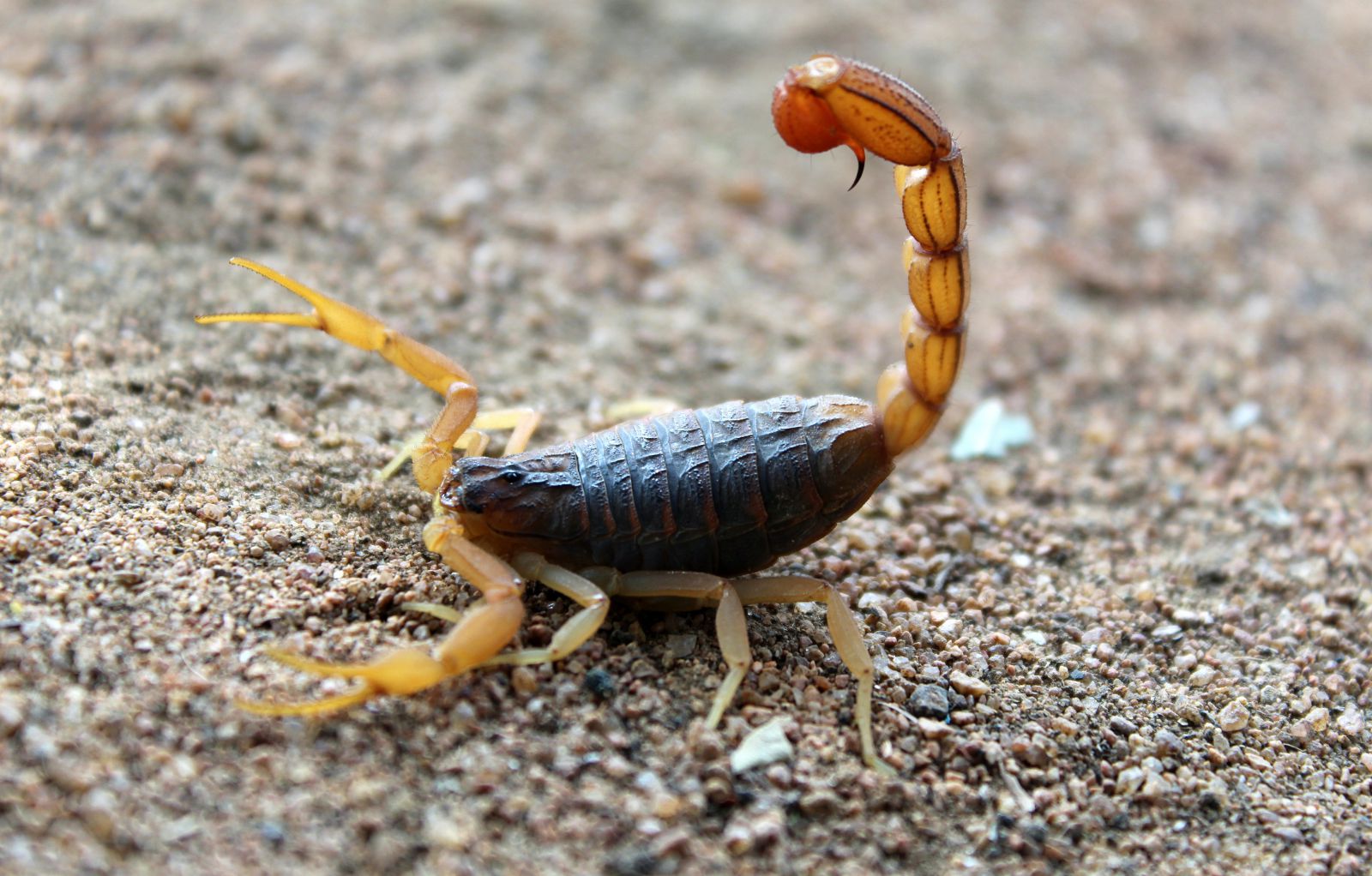 Escorpião andando na areia